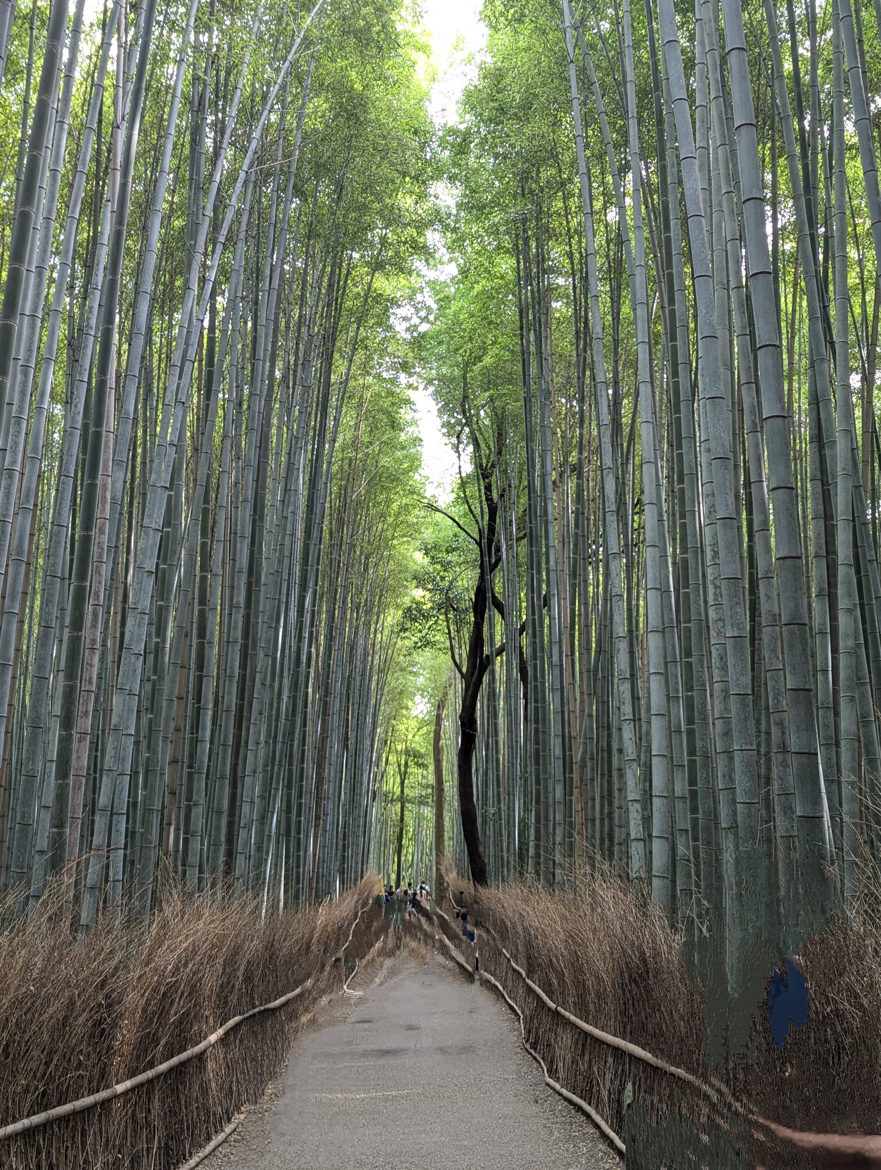 嵐山　竹林